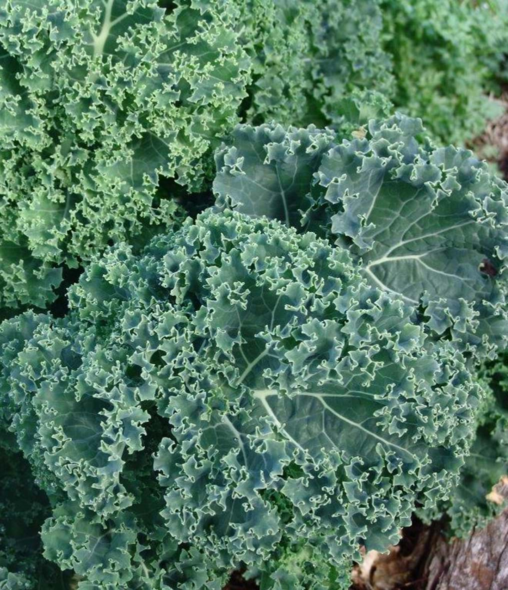 Brassica fimbiata 'Dwarf Blue Curled'