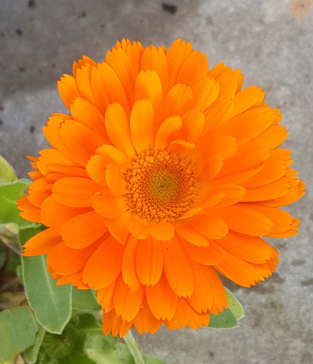 Calendula officinalis 'Nova Single Original''