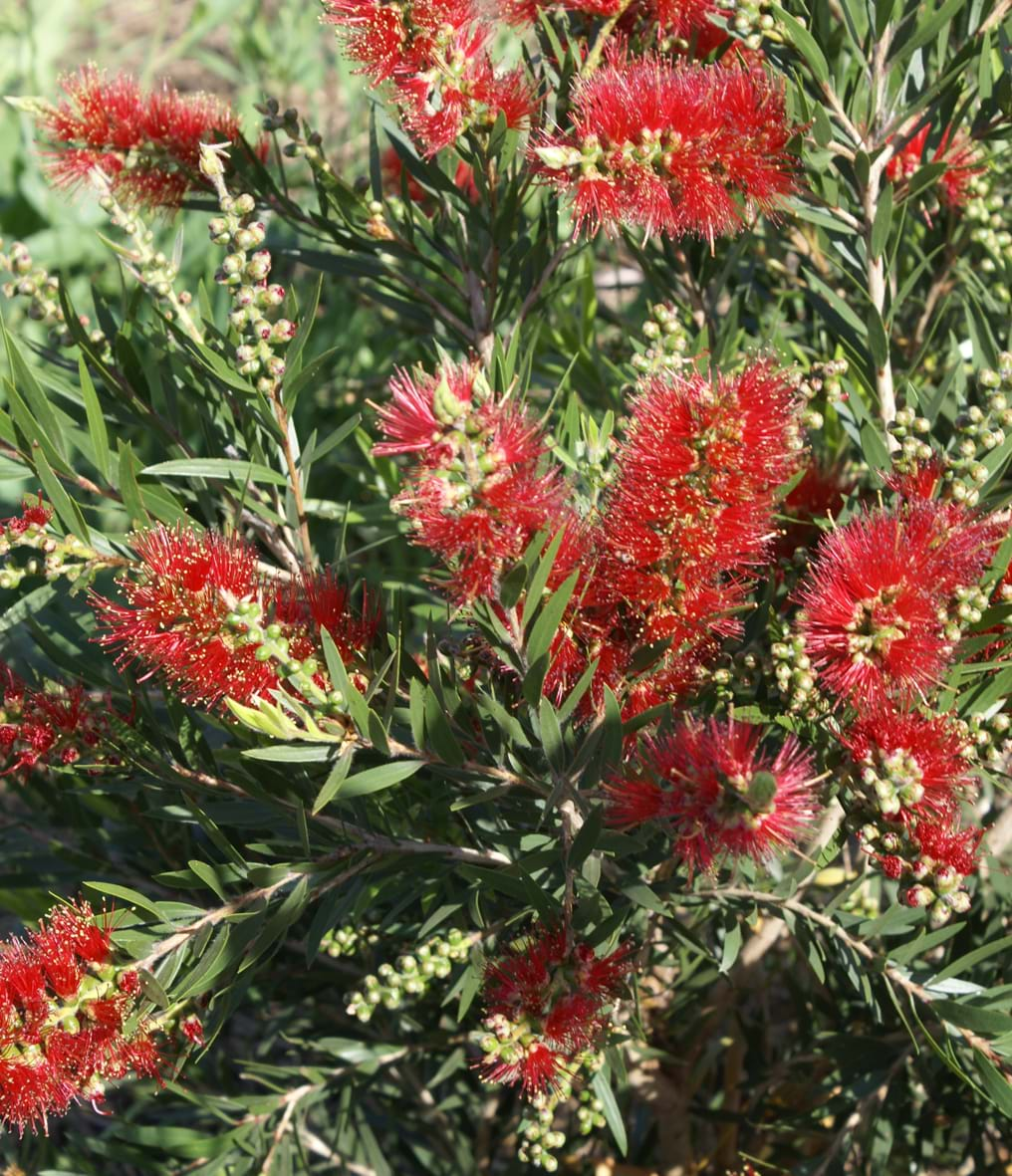 Callistemon Viminalis 'captain Cook'