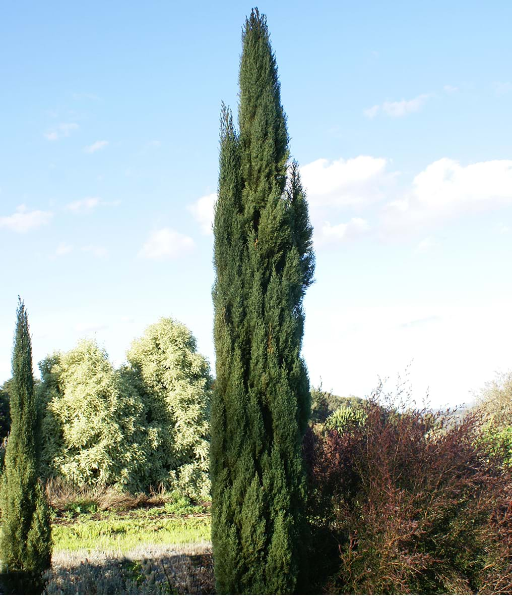 Cupressus Sempervirens 'Stricta'