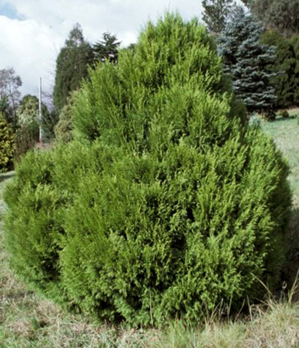 Cupressus torulosa