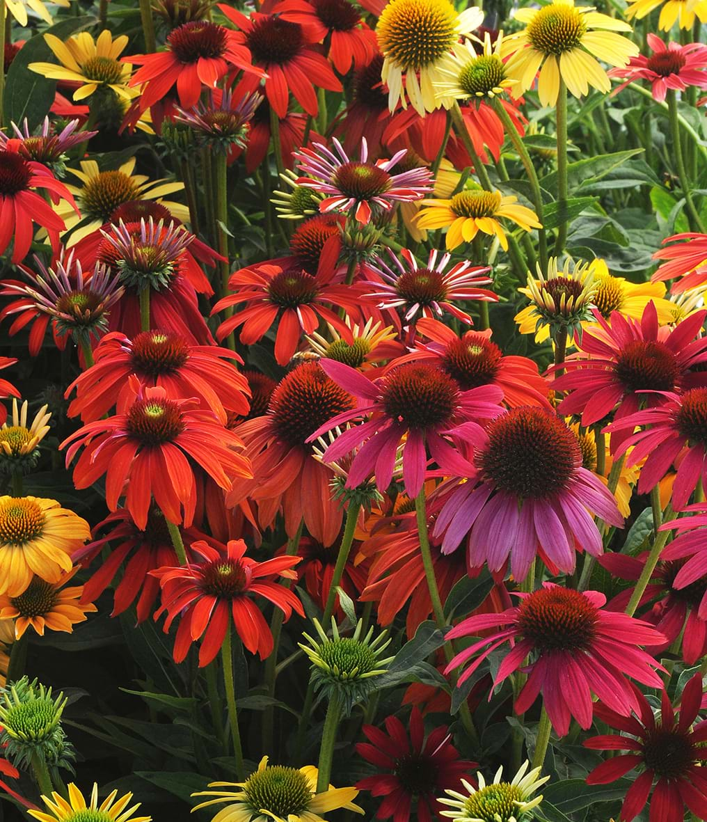 Cheyenne spirit deals coneflower