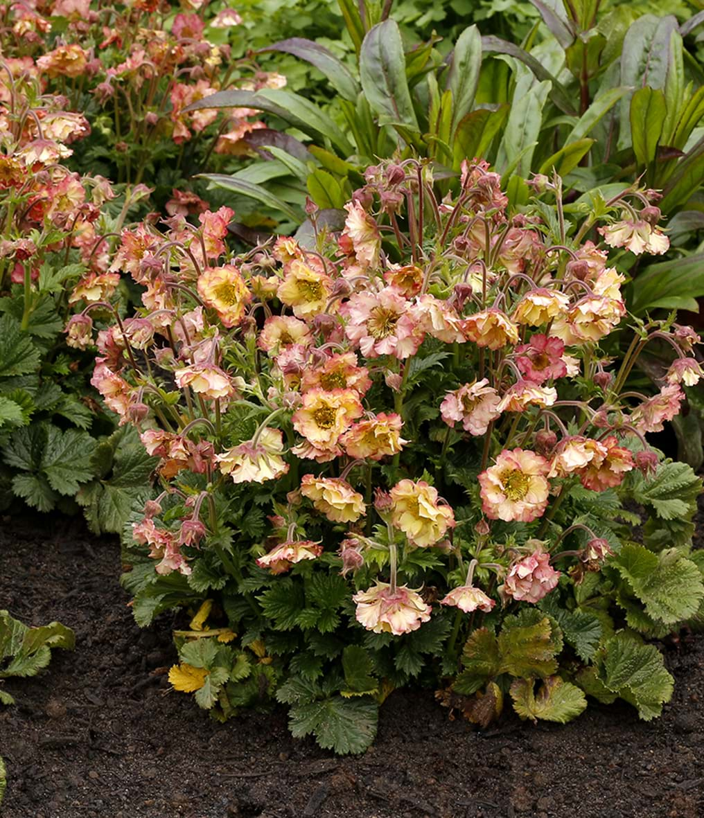 Geum 'Pretticoats Peach'