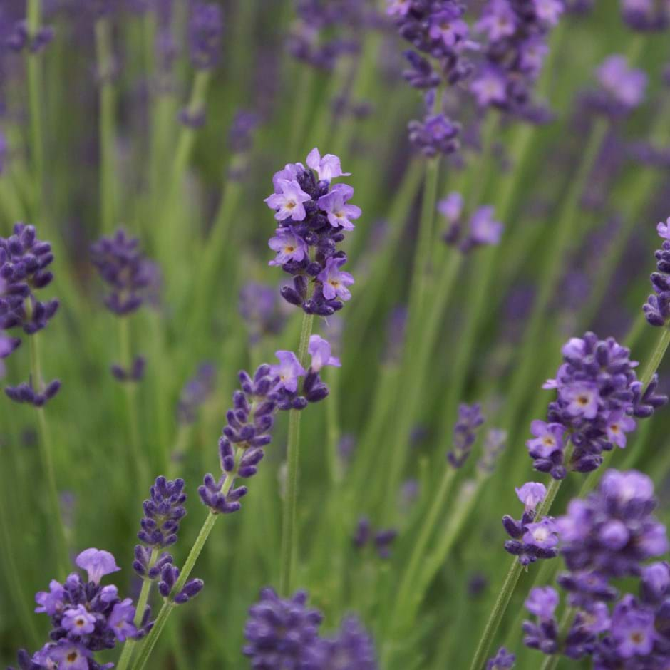 Lavender farming/Essential Lavender oil/Lavender consultancy