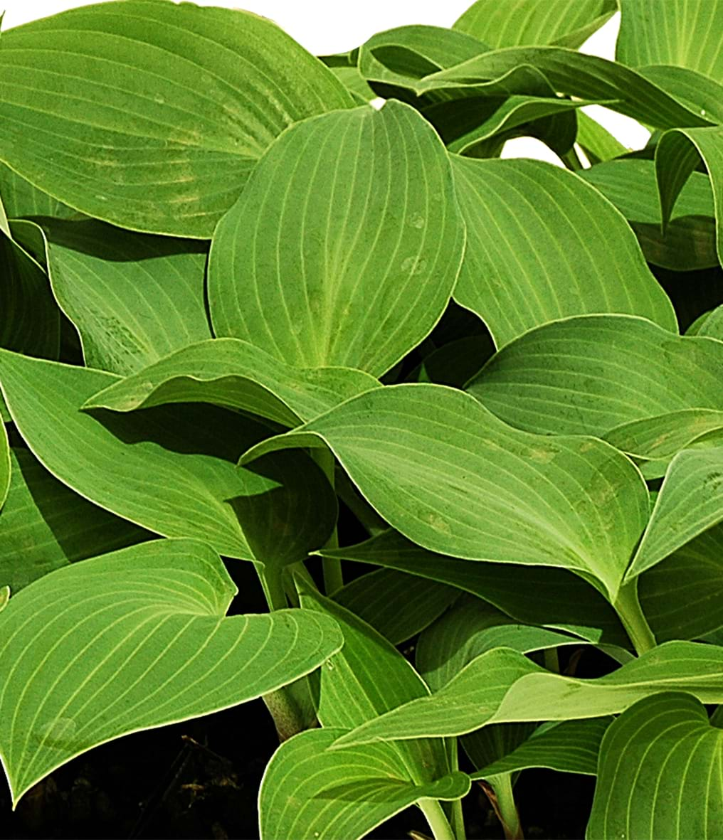 Hosta 'Halcyon'