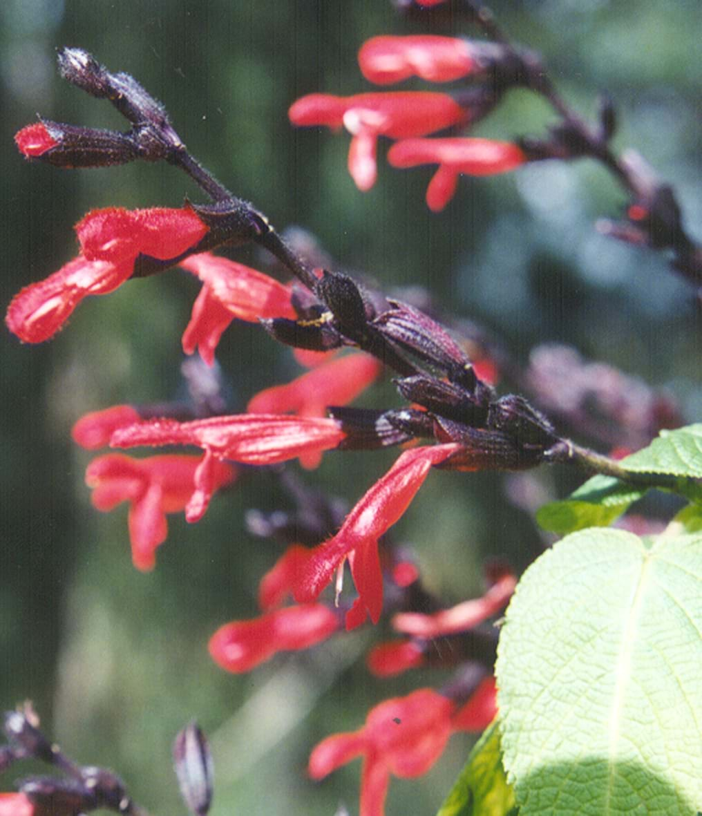 Salvia gesneriiflora 'Tequila'