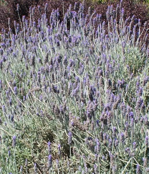 Lavandula Dentata Candicans