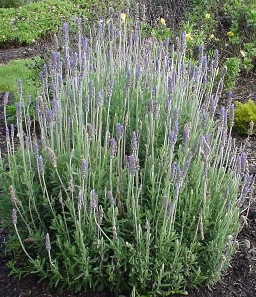 Lavandula dentata 'Ploughman's Blue'